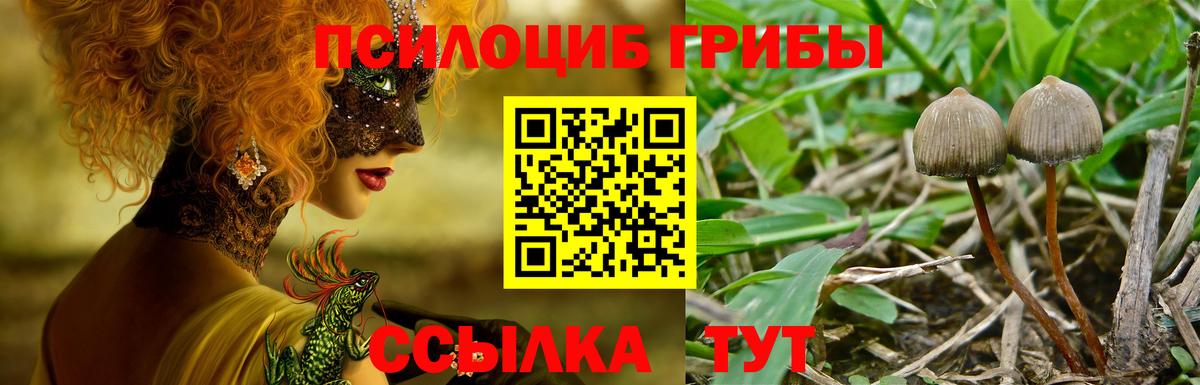 Псилоцибиновые грибы GOLDEN TEACHER Вичуга